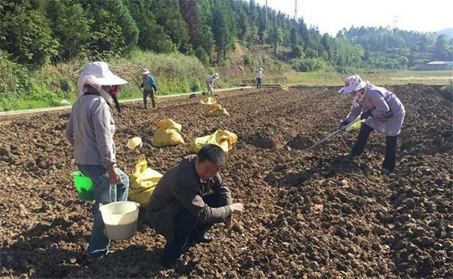 生姜底肥（基肥）施用方法