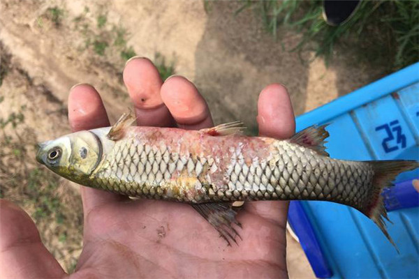 草魚(yú)肝膽病發(fā)病原因