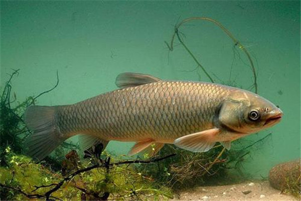 草魚(yú)肝膽病的防治