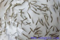 怎樣高效益養(yǎng)殖異育銀鯽 其魚苗魚種如何培育？