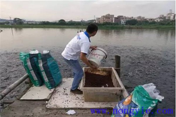 怎樣提高魚飼料的利用率