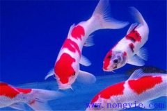 在水族箱中喂養(yǎng)錦鯉要注意些什么？