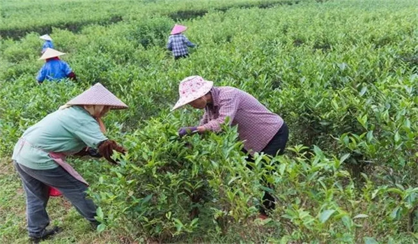 如何對(duì)采種茶園進(jìn)行管理