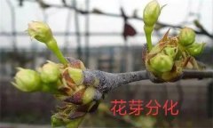 梨樹開花結(jié)果有什么特點(diǎn)？